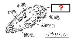 ゾウリムシ
