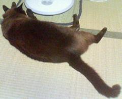 シャイだから後ろ姿でごめんにゃ