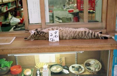 さわるな さかるな 09年01月08日の動物のボケ ボケて Bokete