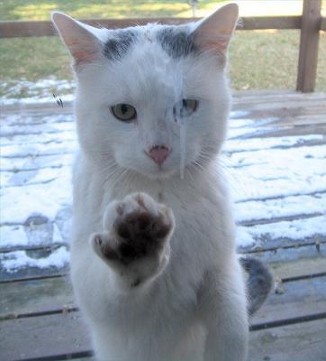 ネコ的にはさかるには寒すぎるんで結構です ネコへのボケ ボケて Bokete