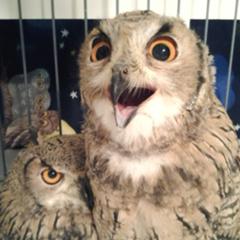 ホーホーホッホー って鳴いてるのは俺らじゃねえ ハトだよ ハト フクロウへのボケ ボケて Bokete