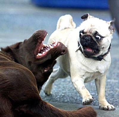 2008年10月13日夕方ごろに投稿されたGさんのお題 ボケて(bokete)