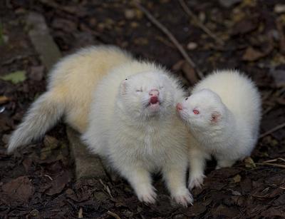 フェレットの面白ネタ 写真 画像 の人気まとめ ラベル ボケて Bokete ページ77