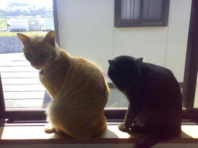 「メタミド」 「ホス」 ネコへのボケ[30416] ボケて（bokete）