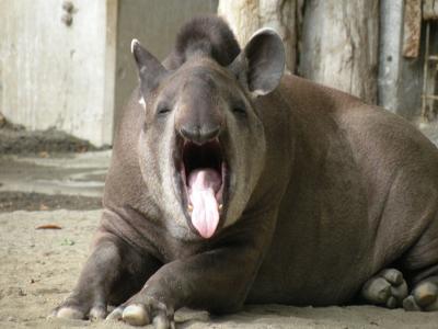 バクの面白ネタ 写真 画像 の人気まとめ ラベル ボケて Bokete ページ29